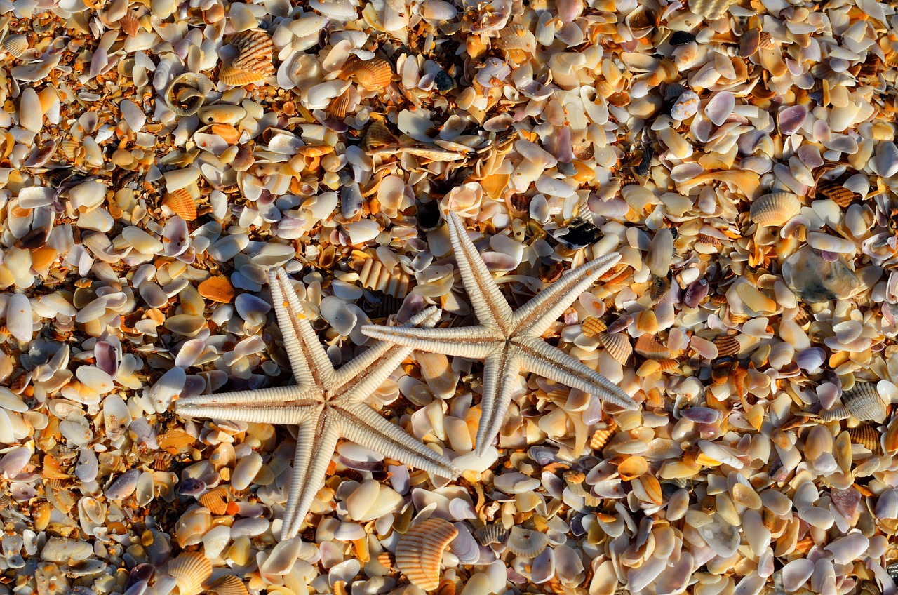 recifes de coral, estrela do mar - pixabay