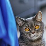 russian blue cat on blue textile